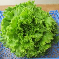 Salade batavia