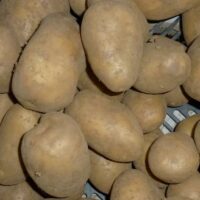 Pomme de terre détail de Mr Girault , pas traitement anti germe
