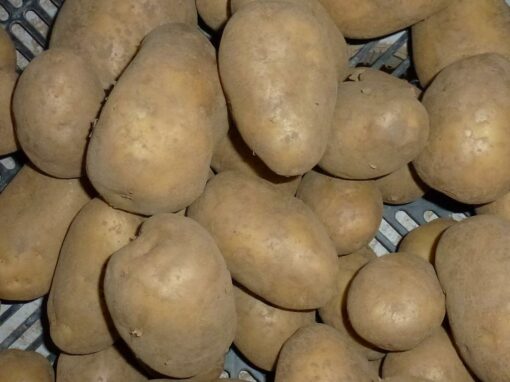 Pomme de terre détail de Mr Girault , pas traitement anti germe