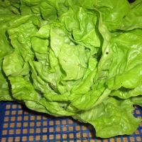 Salade laitue