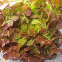 Salade feuille de chêne brune