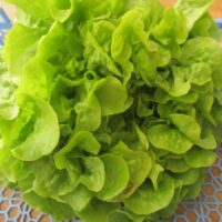 Salade feuille de chêne verte