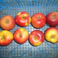 a1 :Pomme Dalimbel