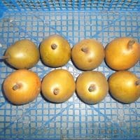 a1: Poire Angelis