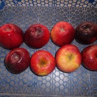 a1 : Pomme Dalyrian