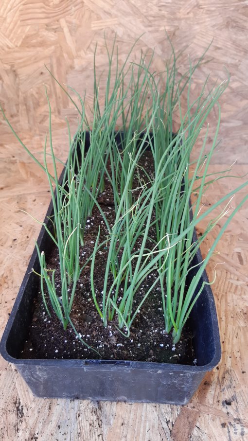 c: Plant d'oignon 20 mottes/barquette