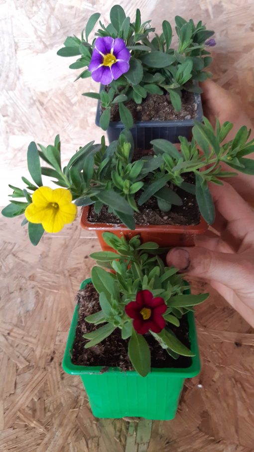 F: Calibrachoa calita
