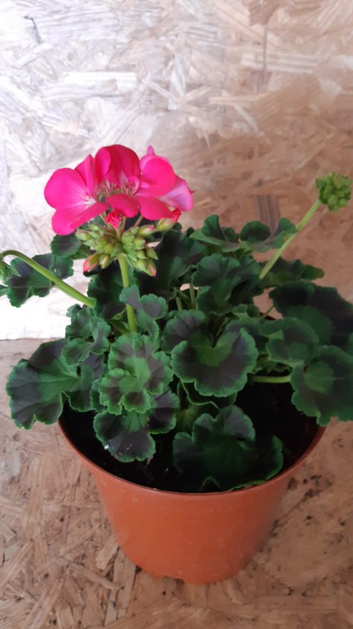 F: Géranium Classic rose feuillage foncé pot de 3 litres